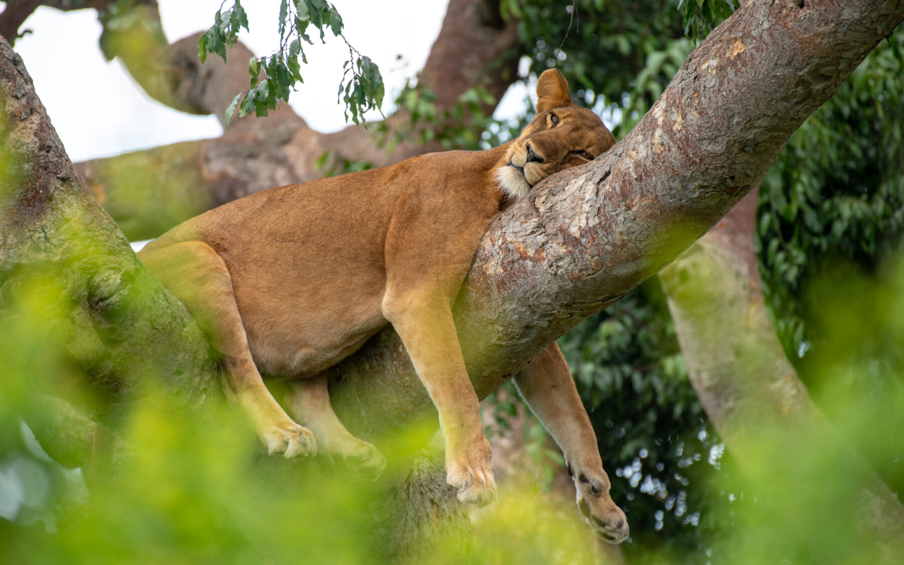 4 Days Chimpanzee Trekking and Wildlife safari