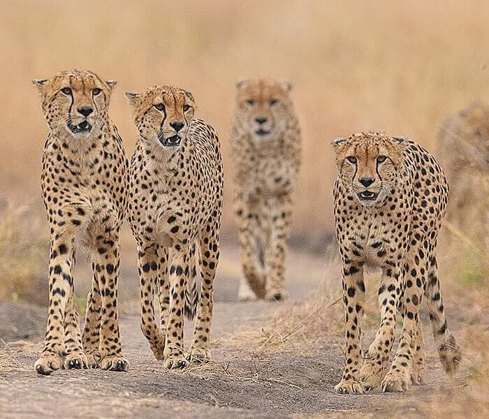 East African Safaris