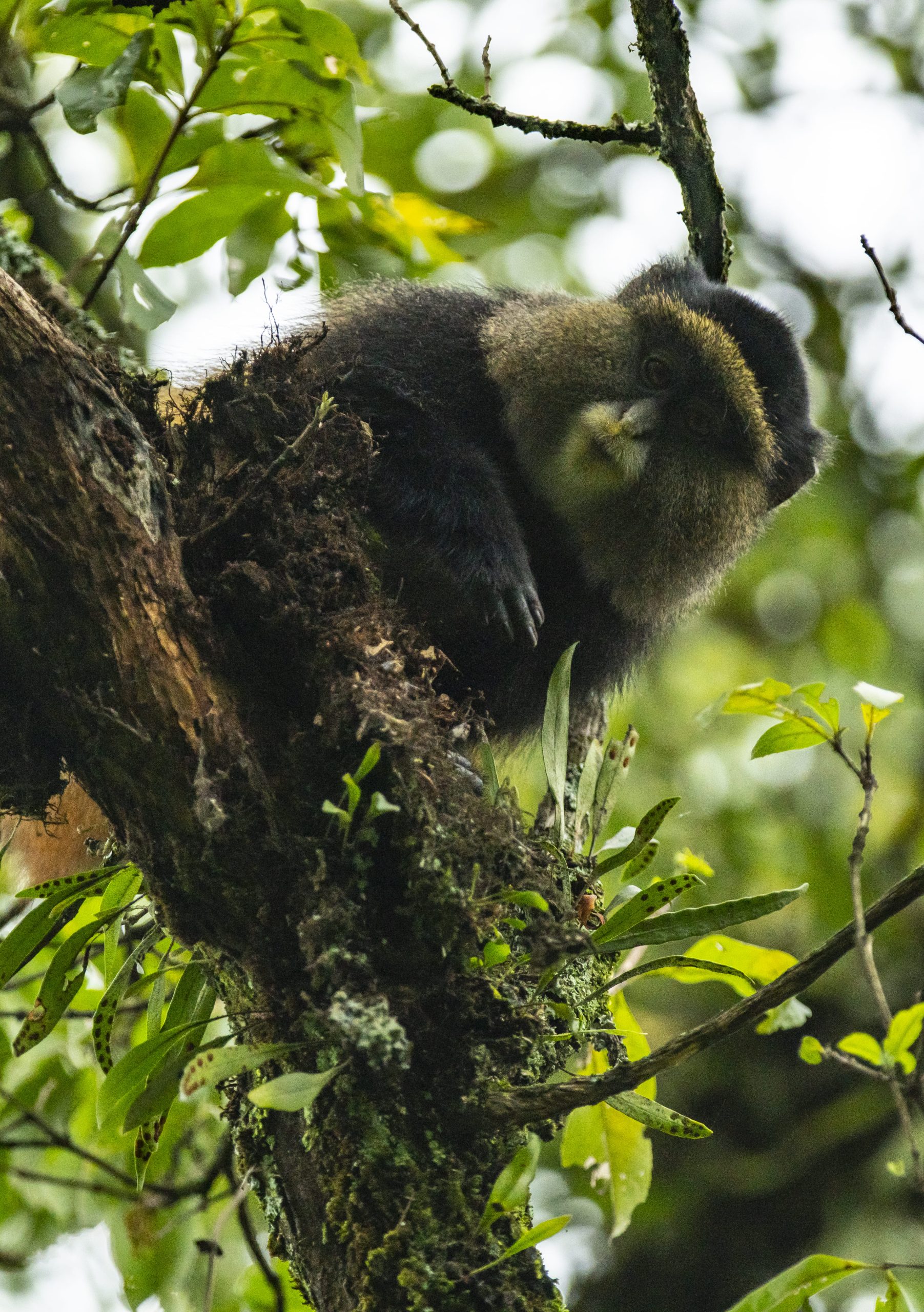 Top 10 Rwanda Travel Tips