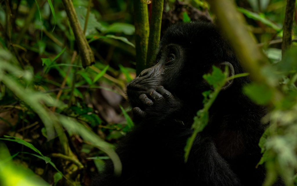 Rwanda Gorilla Safari 7 Days 6 Nights