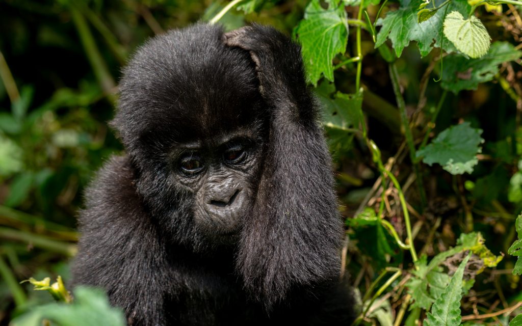 3 Day Rwanda Gorillas and Golden Monkeys Tour