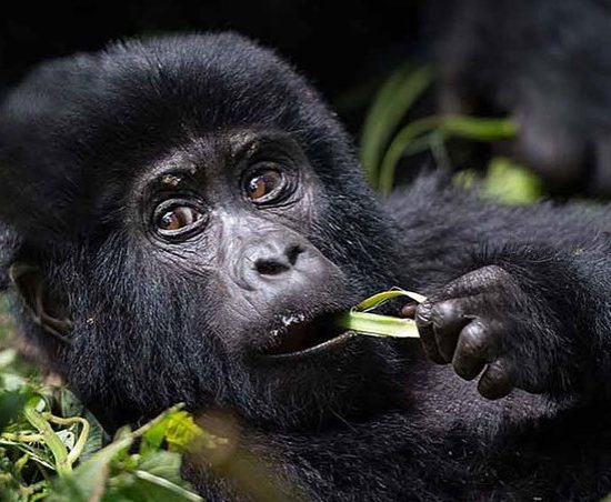 Everything To Know About Mountain Gorillas