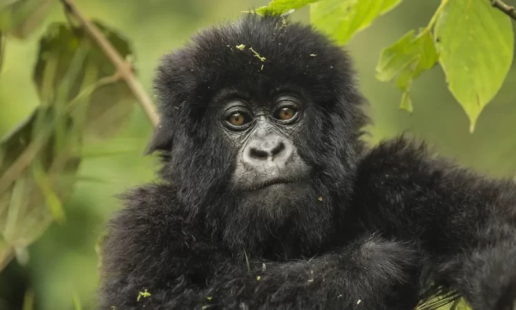 Ultimate Guide To Gorilla Trekking For Solo Travelers
