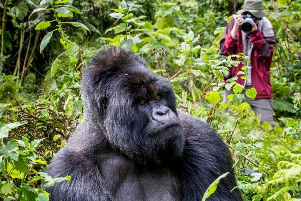 How Difficult Is Gorilla Trekking in Uganda?