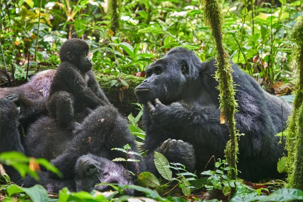 How Difficult Is Gorilla Trekking in Uganda?