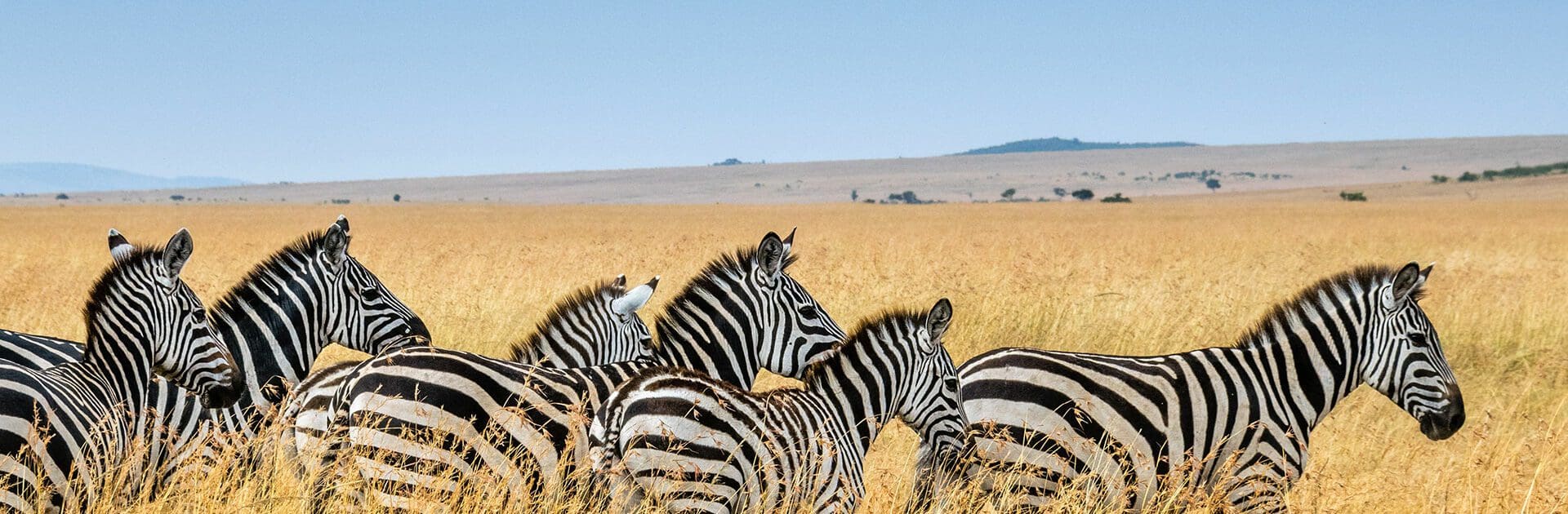 A Typical Day on Safari in Africa : What To Expect 