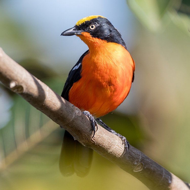 Birding Safaris in Akagera National Park: A Complete Guide