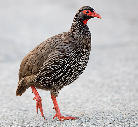 Birding Safaris in Akagera National Park: A Complete Guide