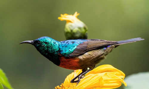 Best Budget Trips for Serious Birders in East Africa