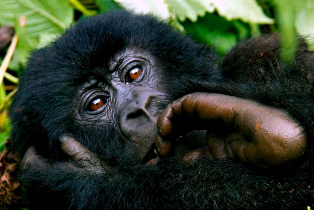 Why Is Gorilla Trekking So Expensive?