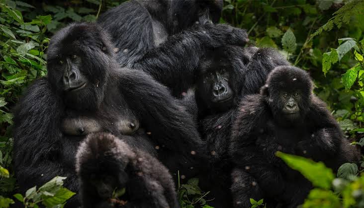 Gorilla Families in Virunga National Park