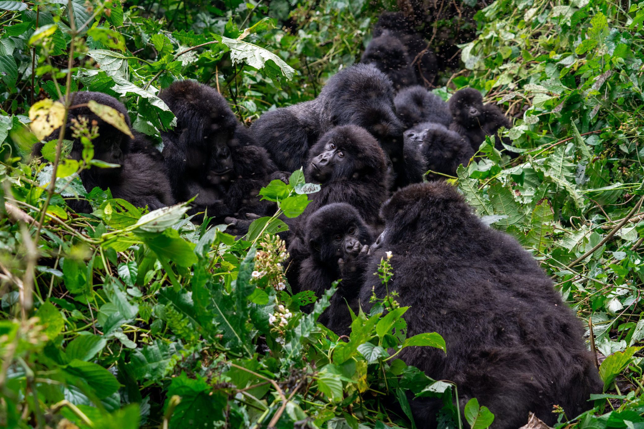 Gorilla Families in Virunga National Park